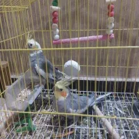 پرنده
