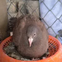 کفتر ماده گوک
