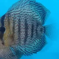 ماهی دیسکس مولد