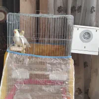 فروش یک جفت عروس هلندی|پرنده|شیراز, فرهنگ شهر|دیوار