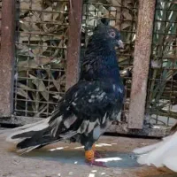 نر کوهی دم سفید  کبوتر  پرنده