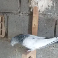 کفتر سینه سبز|پرنده|شیراز, گویم|دیوار