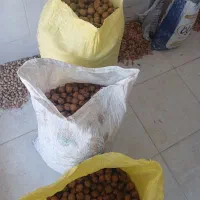 گردو|عمده‌فروشی|زاینده رود, |دیوار