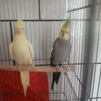 جعبه عینک، پرنده