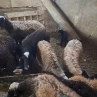 میش بره دار