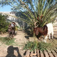 سلام، یک بزویک گیسه به قیمت مناسب بفروش میرسد