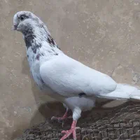 کبوتر|پرنده|دوگنبدان, |دیوار