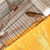 قناری سوخته نر دارچینی|پرنده|صباشهر, |دیوار