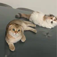 گربه خانگی