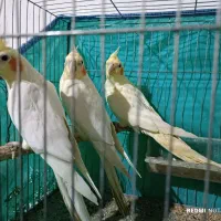 جفت عروس|پرنده|رشت, فلسطین|دیوار