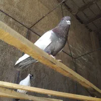 مجموعه.کبوتران.خون.خالص.پاک|پرنده|شیراز, سلطان آباد|دیوار