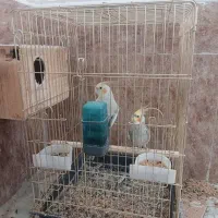 عروس هلندی نرماده