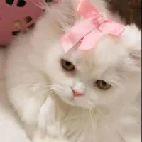 گربه نر برای جفت گیری