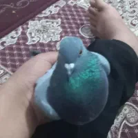 کبوتر بیا دایرکت فیلمشونو میدم