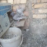 فروش کبوتر