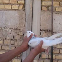 کفتر پلاکی یزدی
