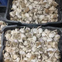 سیر|خوردنی و آشامیدنی|اشترینان, |دیوار