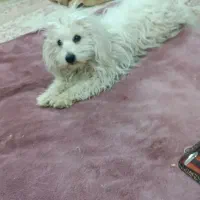 سک خانگ ترید|سگ|پاکدشت, حصار امیر|دیوار