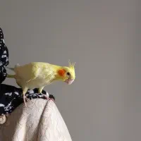 جوجه عروس هلندی لوتینو زعفرونی اصل|پرنده|اندیشه, اندیشه فاز ۱|دیوار