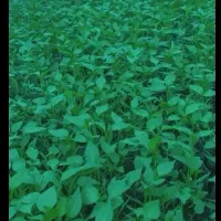 تعدادی نشا فلفل