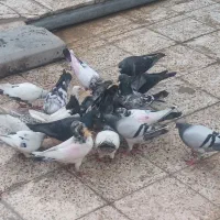 کبوتر کاشانی و پلاکی