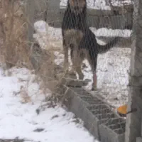 سگ گرگی معاوضه