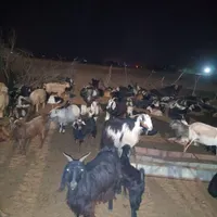 بز وا بی بز خشک|حیوانات مزرعه|اندیمشک, |دیوار