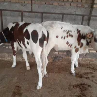 مرکزتهیه گوساله دورگ محلی و گیل دورگ|حیوانات مزرعه|پیشوا, |دیوار