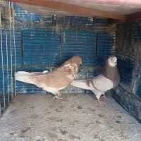 کبوتر|پرنده|سیرجان, |دیوار