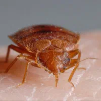 سم پاشی ساس،سم پاشی موریانه،موش،سوسک کابینتی