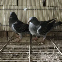 ۲ عدد جوجه پلاکی