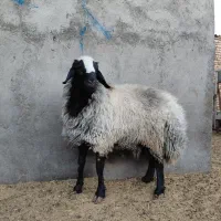 قوچ|حیوانات مزرعه|رامند, |دیوار