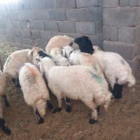 بره نر شیرمست