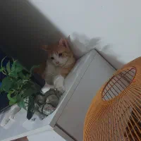 واگذاری گربه دوتا نر وبامزه