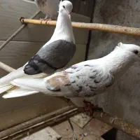کفتر آنتیک پشتدار،یه رنگ ، دمی، کله ای، سرته سیاه|پرنده|نور, |دیوار