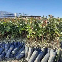 فروش نهال ضمانتی|خدمات باغبانی و درختکاری|قزوین, |دیوار