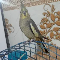 عروس هلندی دستی زیر قیمت