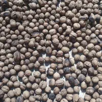 گردو تازه
