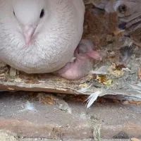 کبوتر نر و ماده جفت همراه جوجه شون