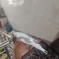 عروس هلندی دستی|پرنده|ساوه, |دیوار