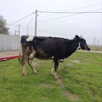 گاو شیری صنعتی