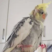 گمشده|حیوانات|اهواز, کیانشهر|دیوار