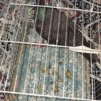 کبوتر دورگ شابال گرفتنی شرطی