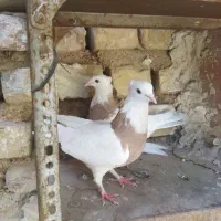 کبوتر|پرنده|مرودشت, نقش رستم|دیوار