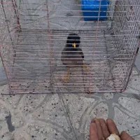 مرغ مینا جوجه