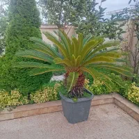 سیکاس سالم وبزرگ