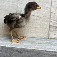 جوجه لاری