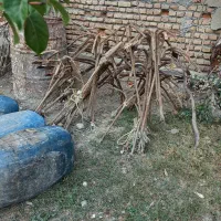 قایق موتوری یاماها ۲۰۰|قایق و سایر وسایل نقلیه|بندر ترکمن, |دیوار