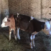 گوساله سمینتال، گاو کشتی