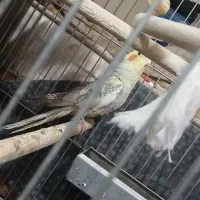 دو تا عروس هلندی نرو ماده بالغ